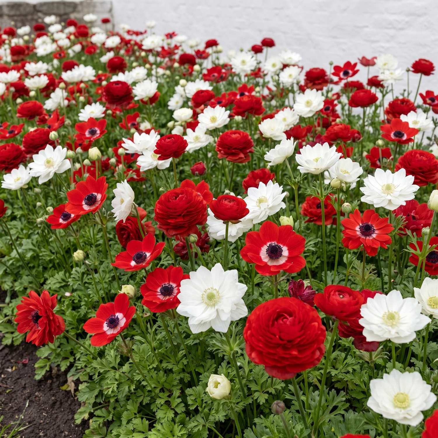 Færdigbed 'Poppy Red' (1 m²)